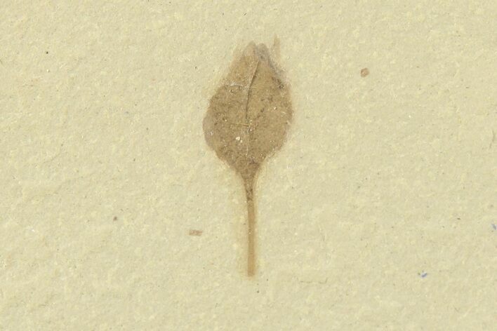 Detailed Fossil Capsular Fruit - Green River Formation, Utah #360279